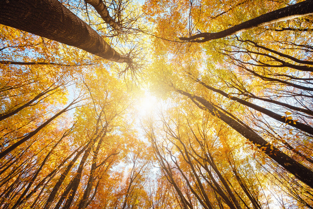 adobestock 466540233 adobestock 466540233